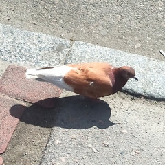 Columba livia domestica