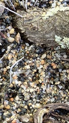 Dolichoderus plagiatus