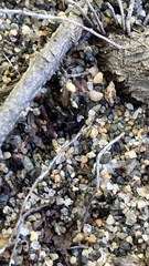 Dolichoderus plagiatus