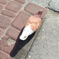 Columba livia domestica