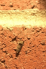 Notocelia uddmanniana