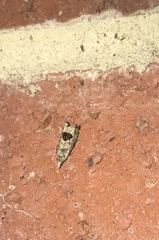 Notocelia uddmanniana