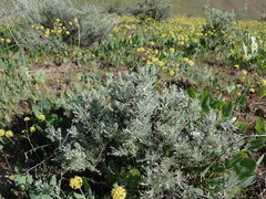 Artemisia tripartita