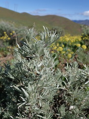 Artemisia tripartita