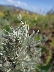 Artemisia tripartita