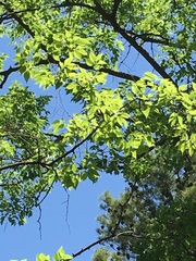 Celtis australis