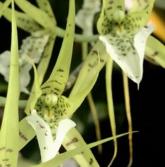 Brassia verrucosa