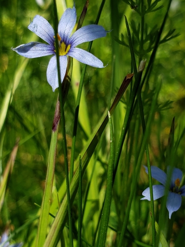 Image of Sisyrinchium atlanticum by no rights reserved