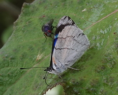 Perisama bomplandii parabomplandii