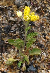 Rorippa subumbellata