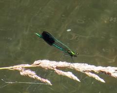 Calopteryx aequabilis