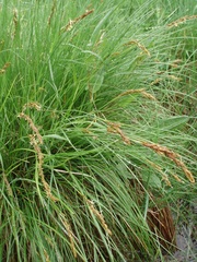 Carex appropinquata