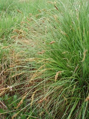 Carex appropinquata