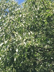 Celtis australis