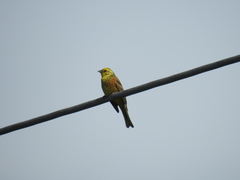 Emberiza citrinella