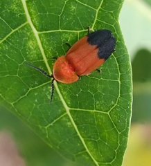 Lampyridae