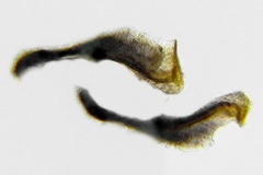 Allantus calceatus