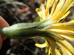 Nothocalais troximoides