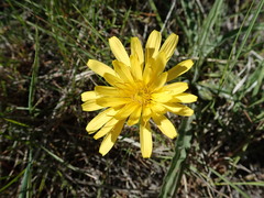 Nothocalais troximoides