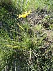 Nothocalais troximoides