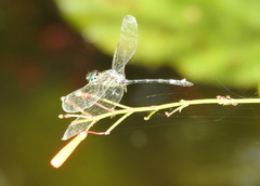 Micrathyria aequalis