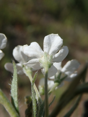Image of Hackelia diffusa by (c) Nolan Exe, some rights reserved (CC BY)