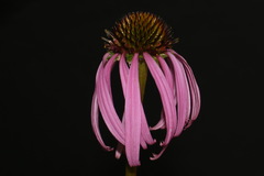 Echinacea simulata