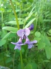 Vicia sepium