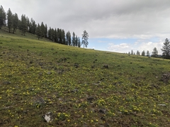 Lomatium cous