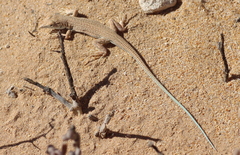 Acanthodactylus aureus