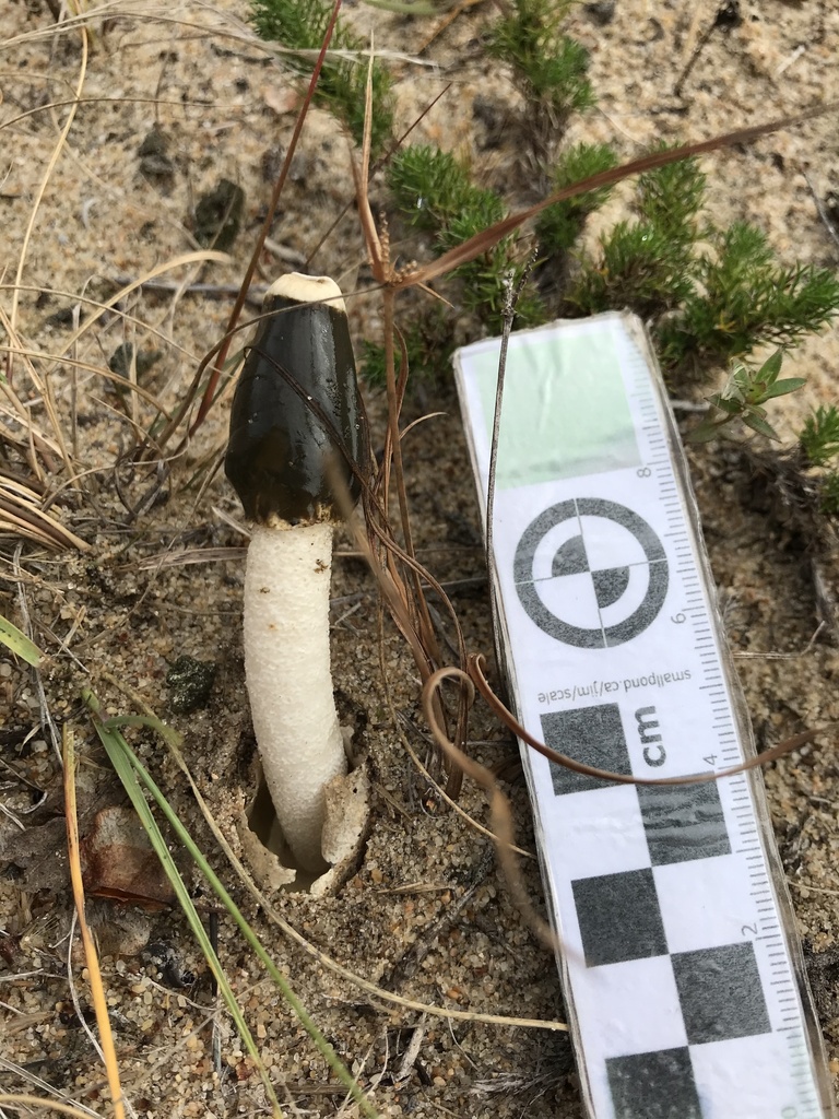 Phallus granulosodenticulatus · May 2022 · photo: © nicof47 (iNaturalist, cc-by)