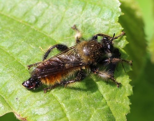 Bumblebee robberfly photo 5