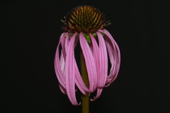 Echinacea simulata