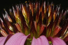 Echinacea simulata