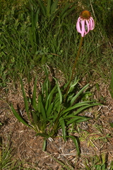 Echinacea simulata