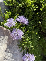 Globularia repens