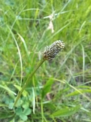 Plantago lanceolata