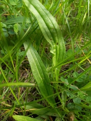 Plantago lanceolata