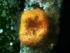 Celleporina