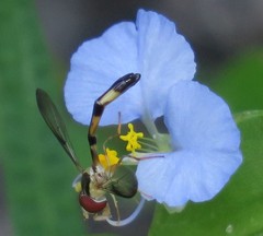 Victoriana attenuata
