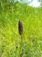 Plantago lanceolata
