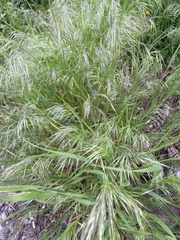 Bromus tectorum