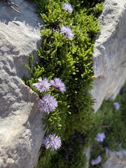 Globularia repens