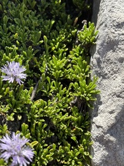Globularia repens