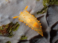 Crimora papillata