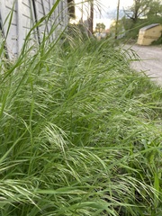 Bromus tectorum