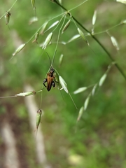Oedemera flavipes