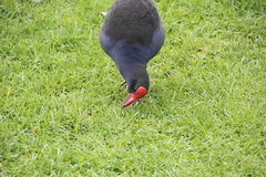 Porphyrio melanotus