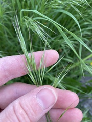 Bromus tectorum
