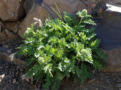 Phacelia lenta